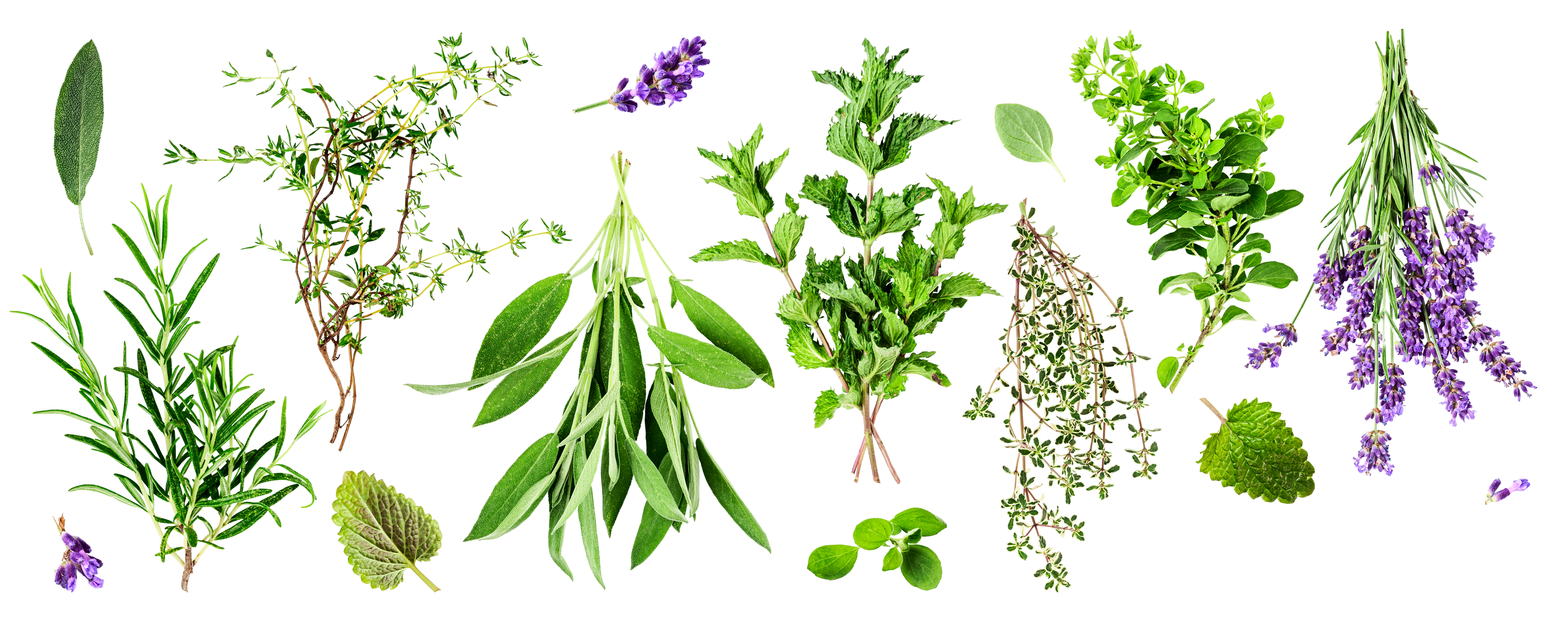 Natürliche Nahrungsergänzungsmittel, hergestellt aus Reinsubstanzen, Natürliche Inhaltsstoffe aus pharmazeutischer Herstellung, Beste Nahrungsergänzungsmittel Hersteller, Natürliche und deutsche Nahrungsergänzungsmittel, hergestellt in Deutschland, wissenschaftlich geprüft, natürlich und haben eine sehr gute Bioverfügbarkeit